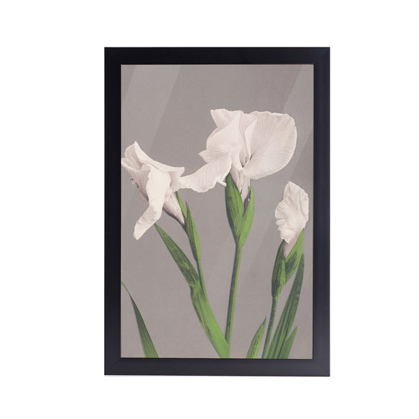 White Irises Acrylic Art Print with Frame