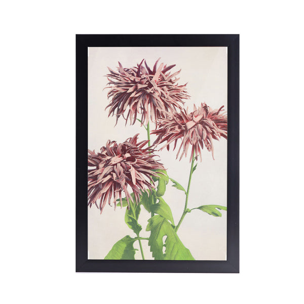 Chrysanthemum Acrylic Art Print with Frame